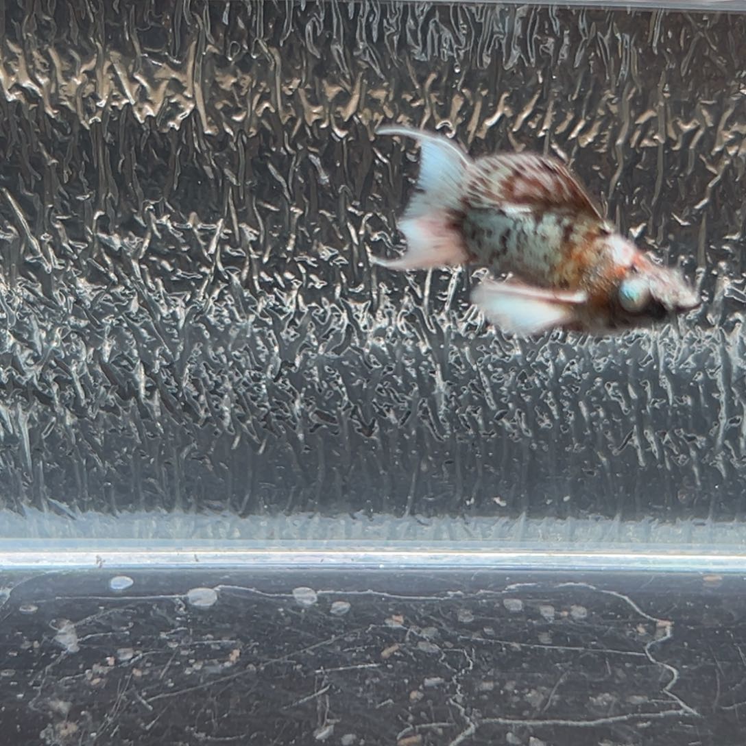 孔雀鱼玛丽鱼一条奶牛公