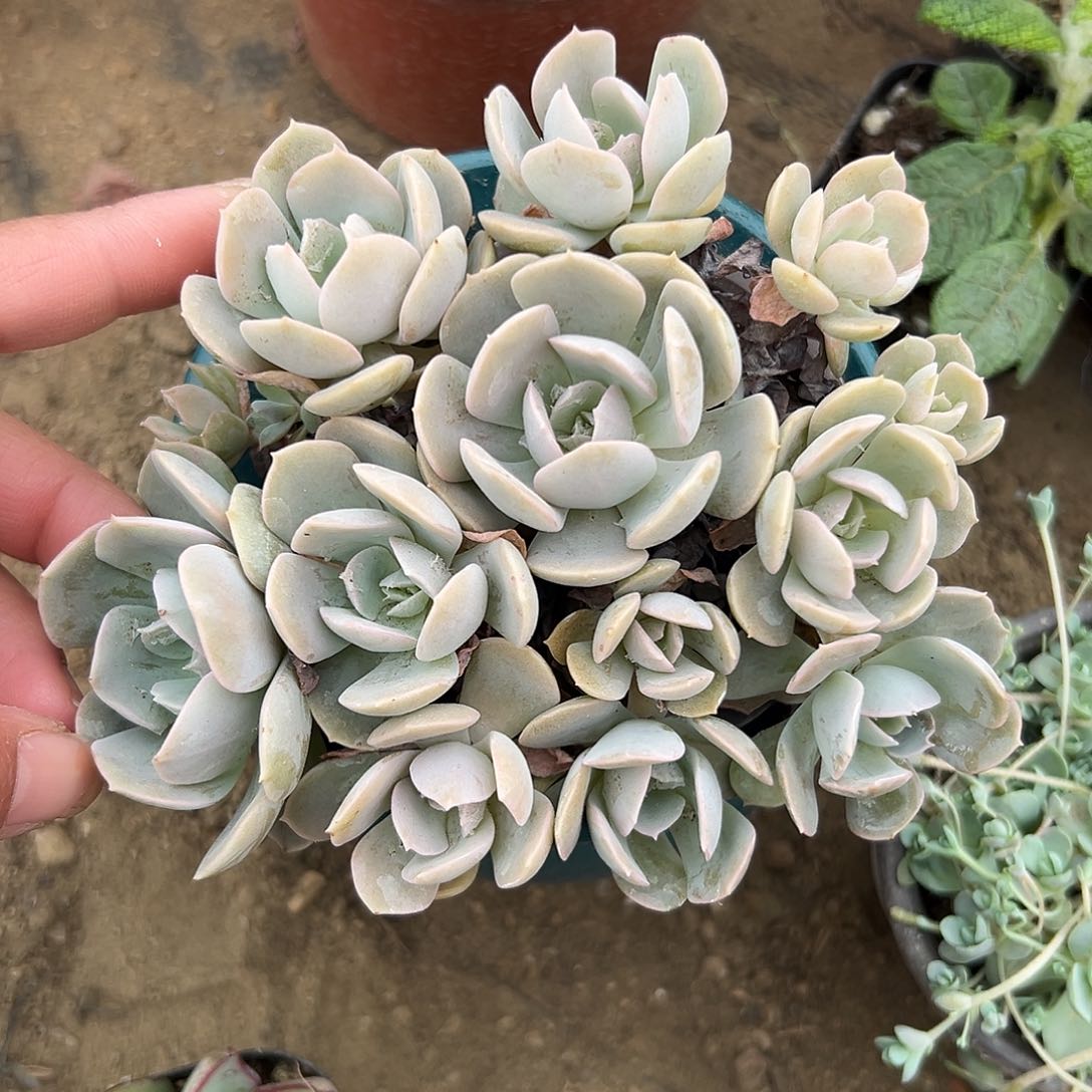 多肉植物鲁士石莲