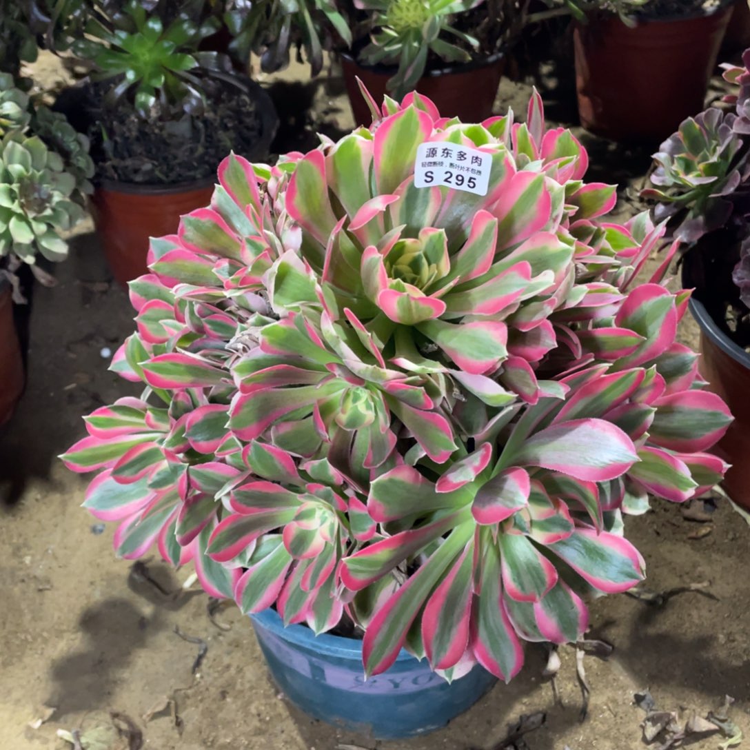 295粉女巫多肉法师断枝不包