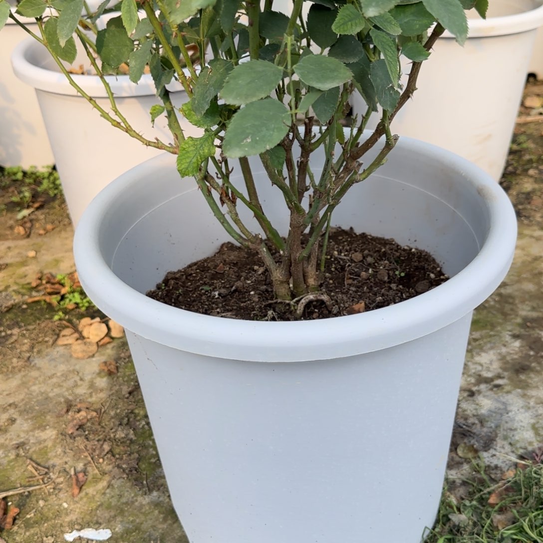 田***子完全开放精品月季花