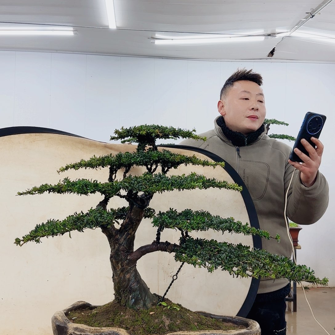 盆景制作过程非常