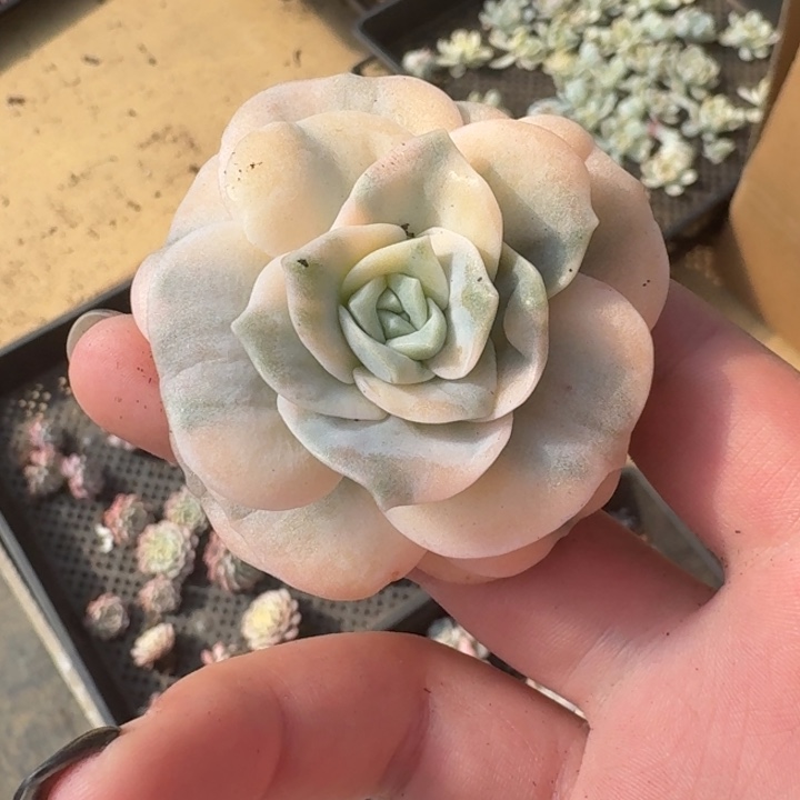 午***者可爱玫瑰白锦一物一拍