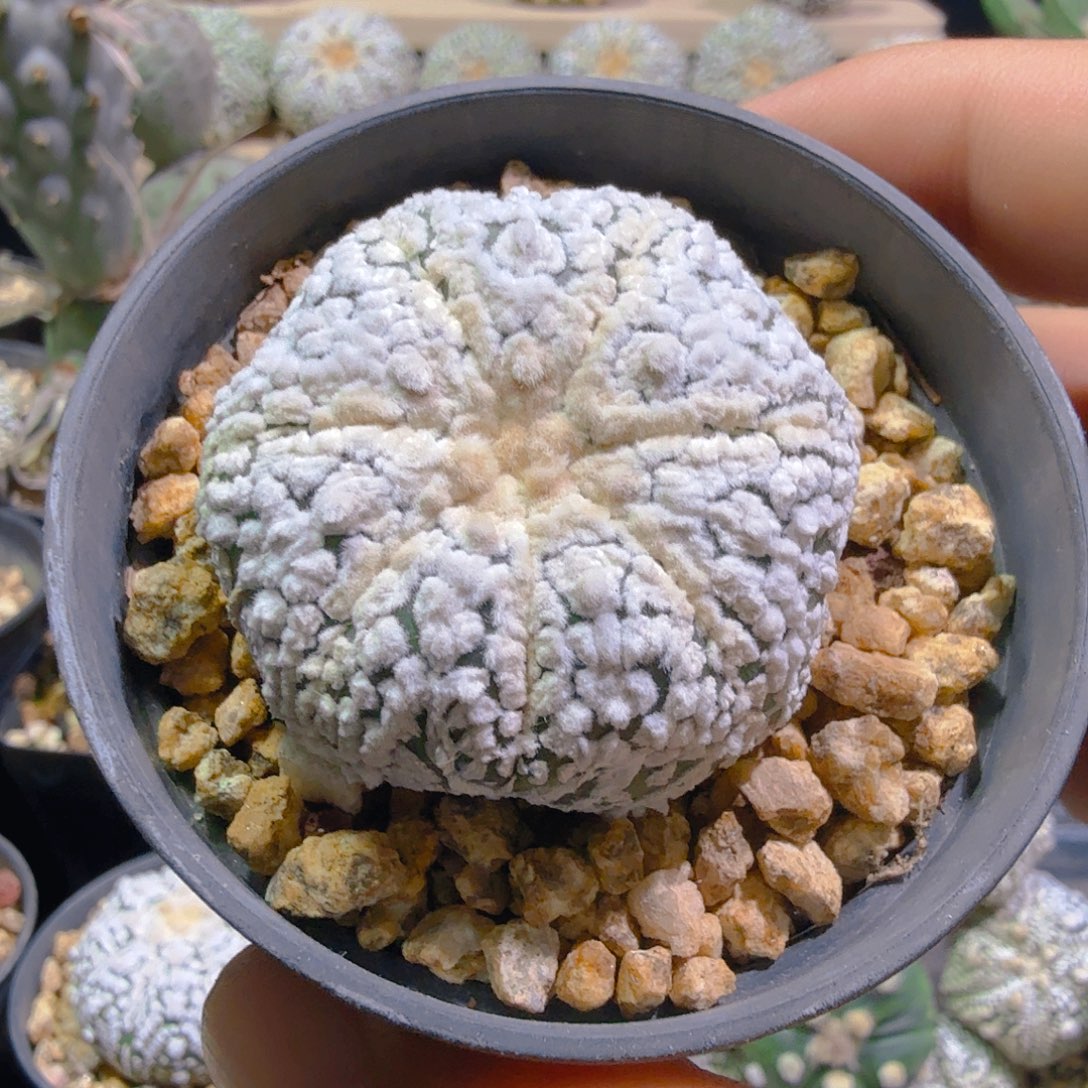 浓白兜兜多肉植物