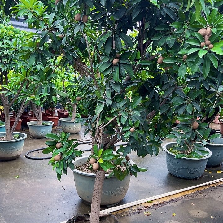 绿****店果666666666666666666