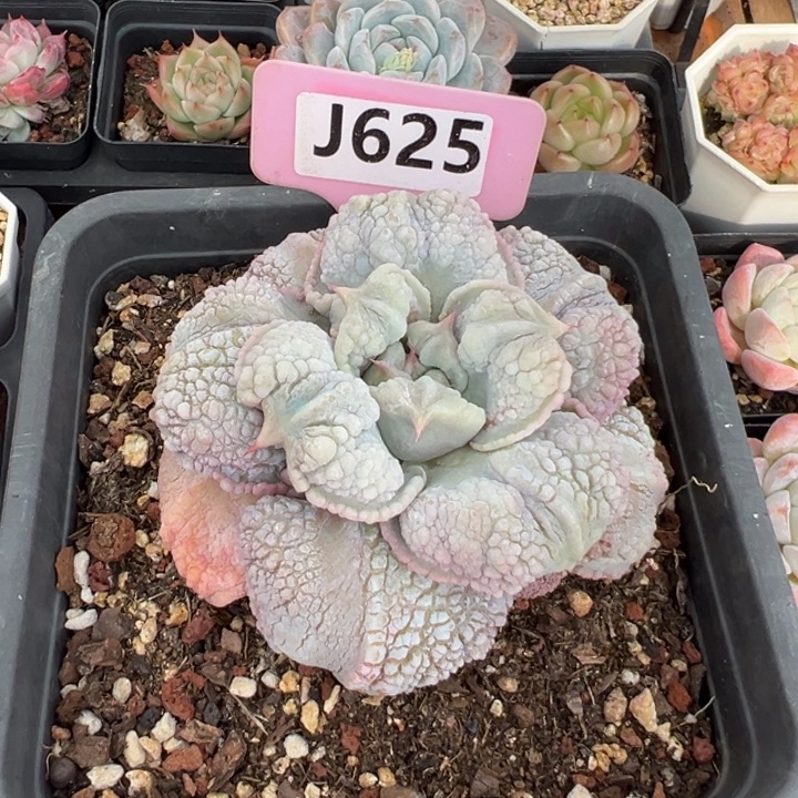 •***留财饺子皮8cm多肉植物