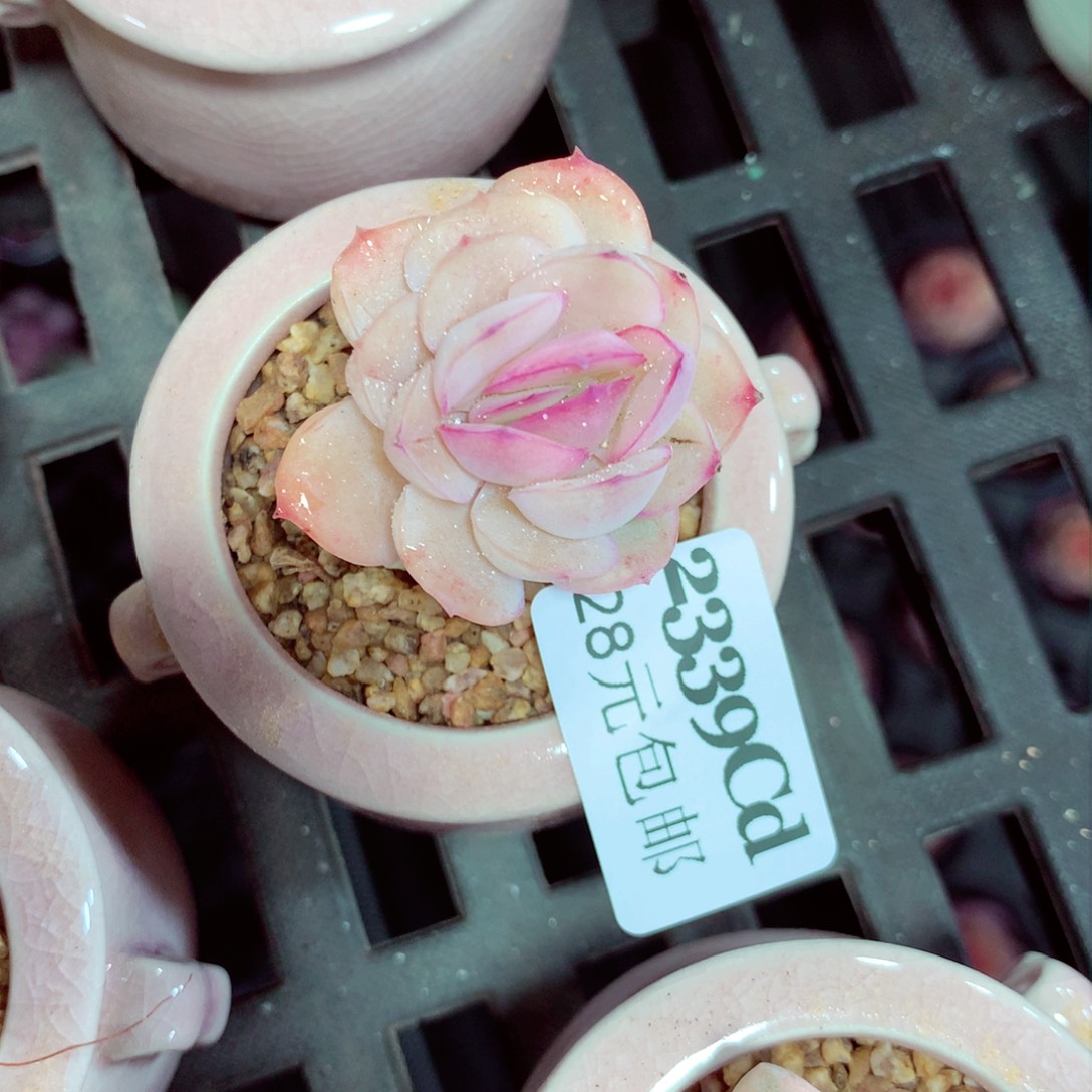 5厘米盆精控多肉2339