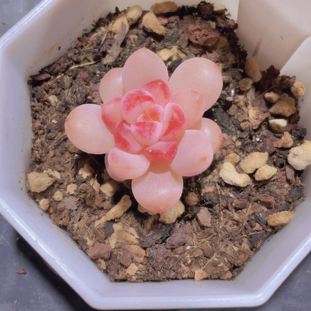 星星澄a057一物一拍