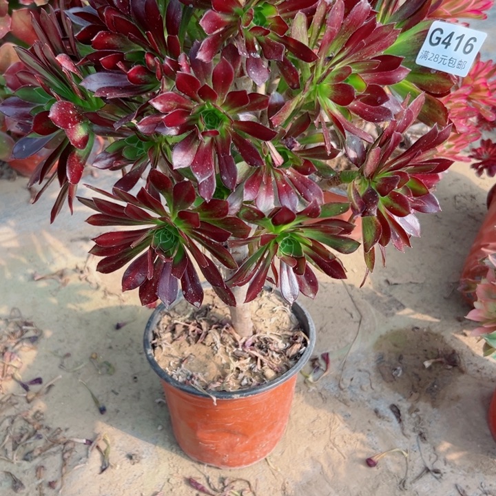 416黑法师多肉植物