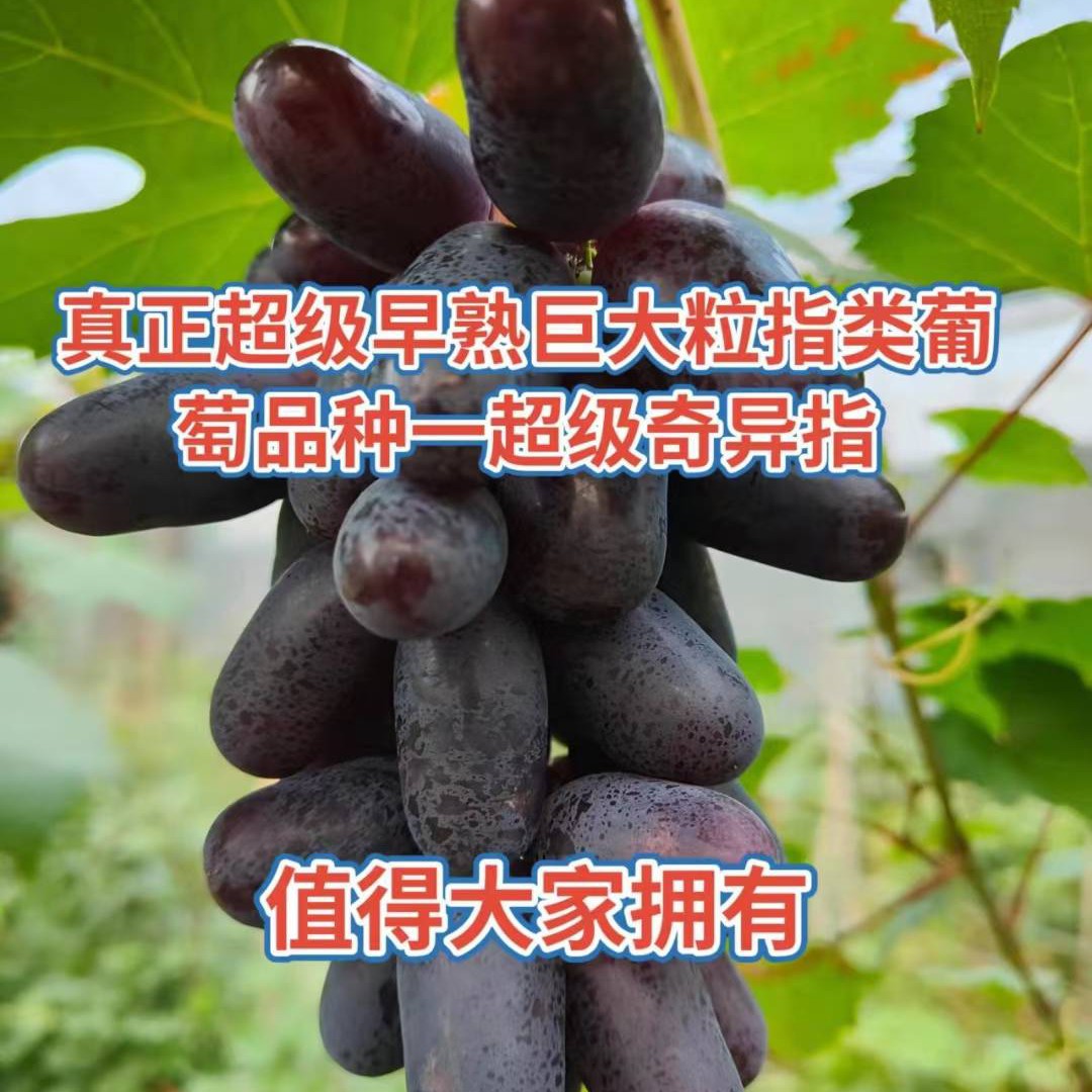 超级奇异指嫁接葡萄苗