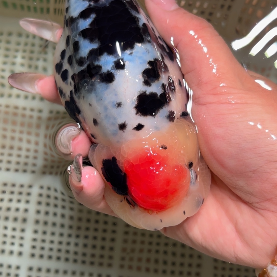 Z***i金鱼拍包装包邮，不拍包装运费到付