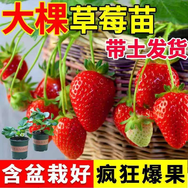 草莓苗【带花带果]红颜奶油草莓苗盆栽带盆带土阳台种植新手草莓苗