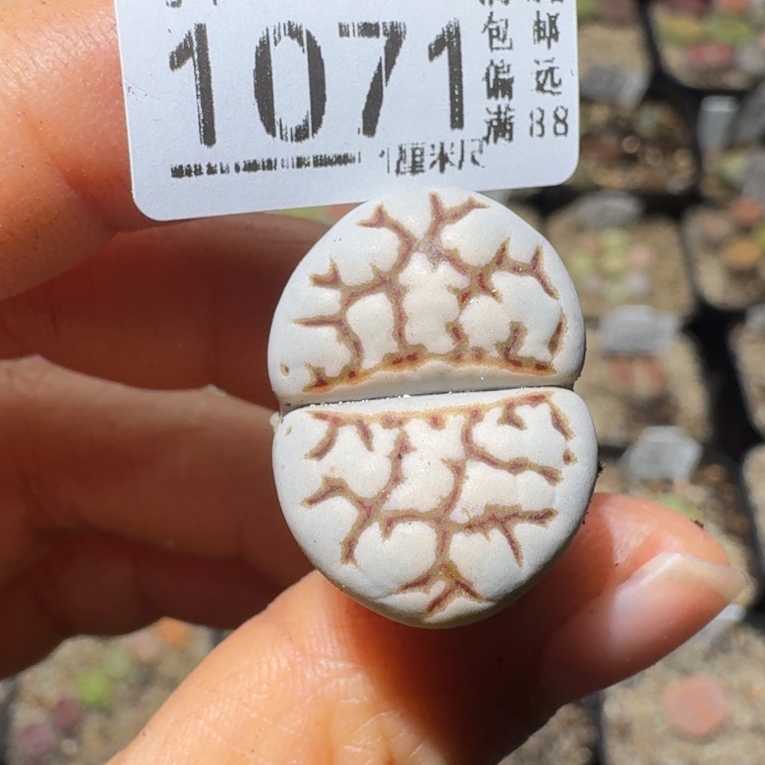 Sss精品清仓价1071