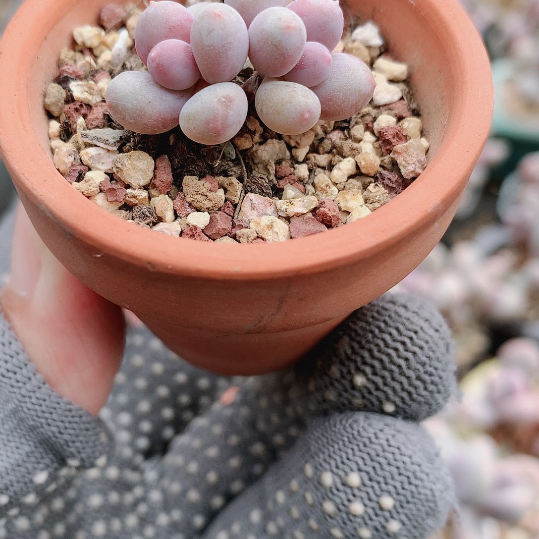 韩国彩虹一物一拍