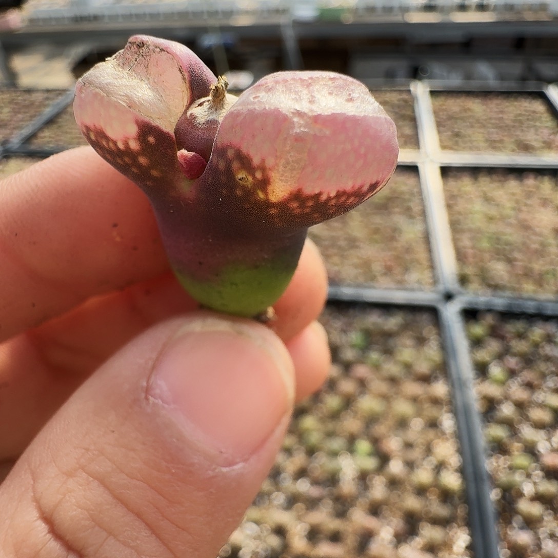 山***.多肉植物福利风铃898