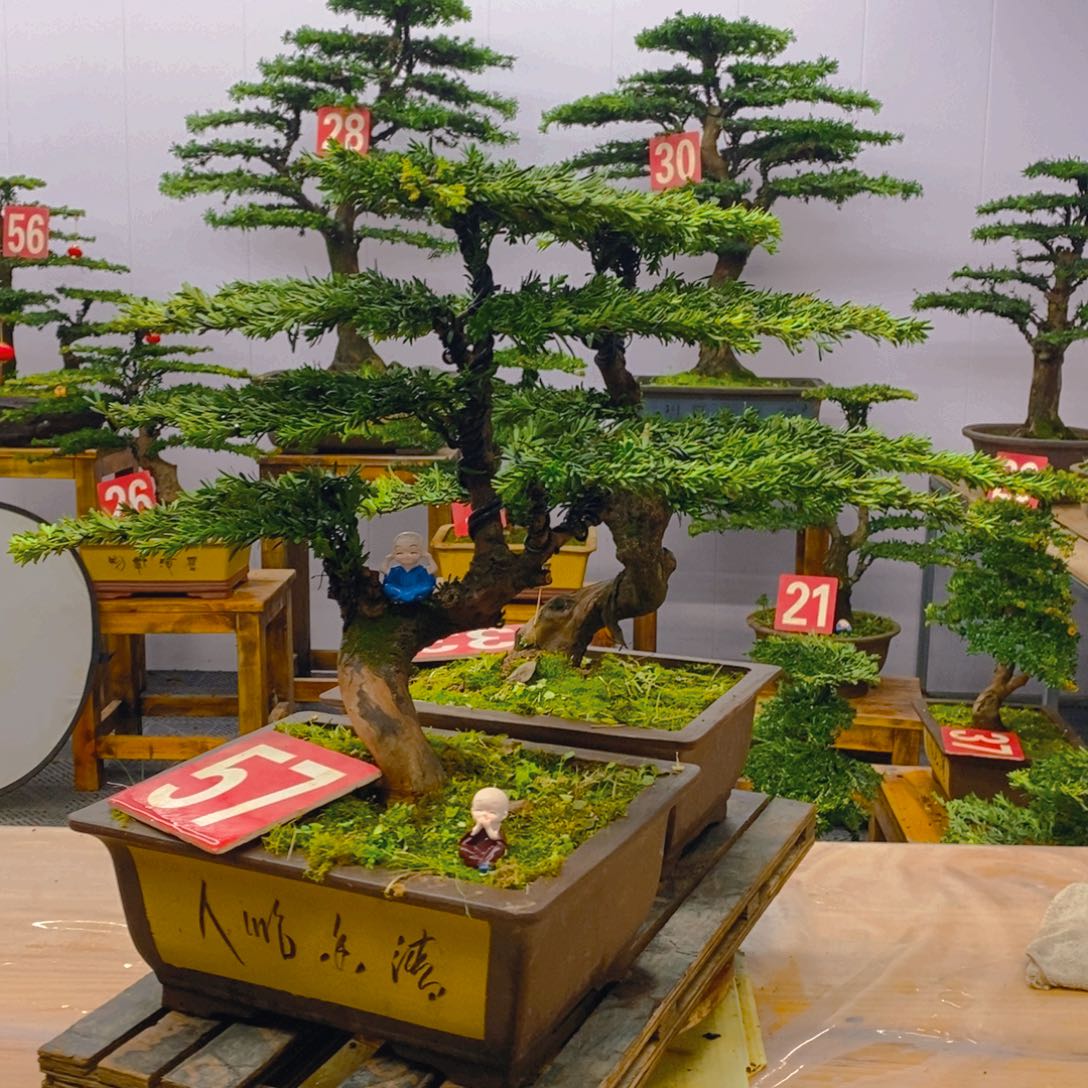 完全开放罗汉松盆景两棵