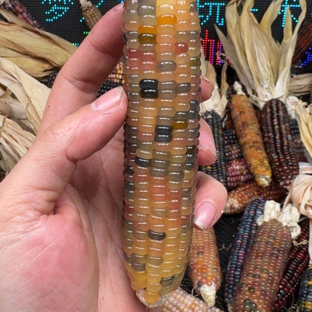 柏香籽/百香籽吊坠⭐*肉