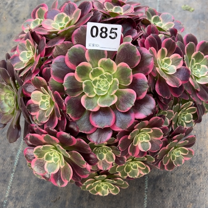 085金丝雀35厘米左右