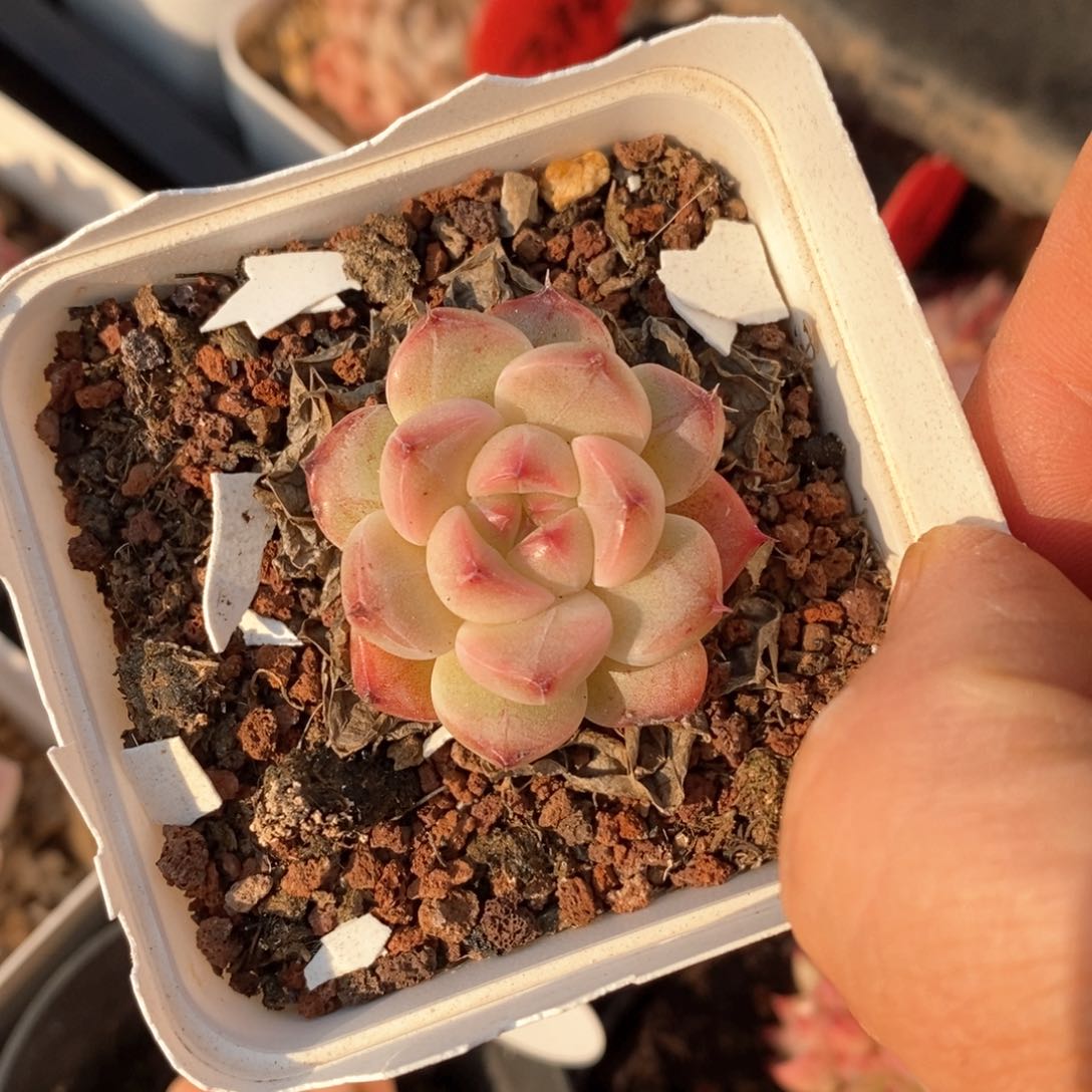 精品多肉一物柏不包整39