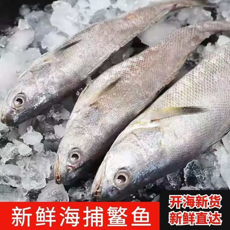 【京东冷链】大号整条新鲜鳘鱼 速冻发货 8两-1斤每条 肉质鲜嫩