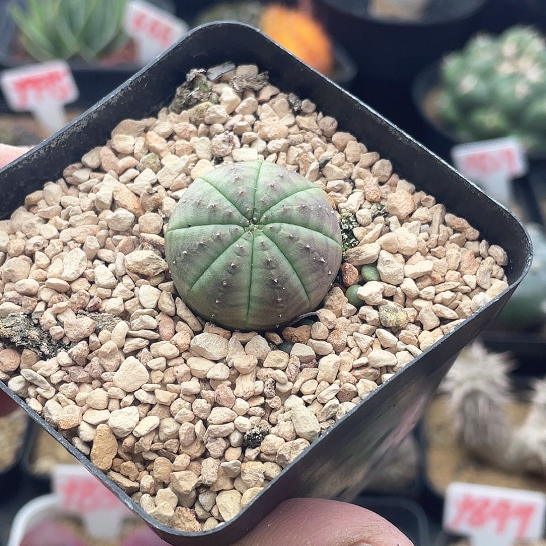 实生超白肌龟背欧系布纹球