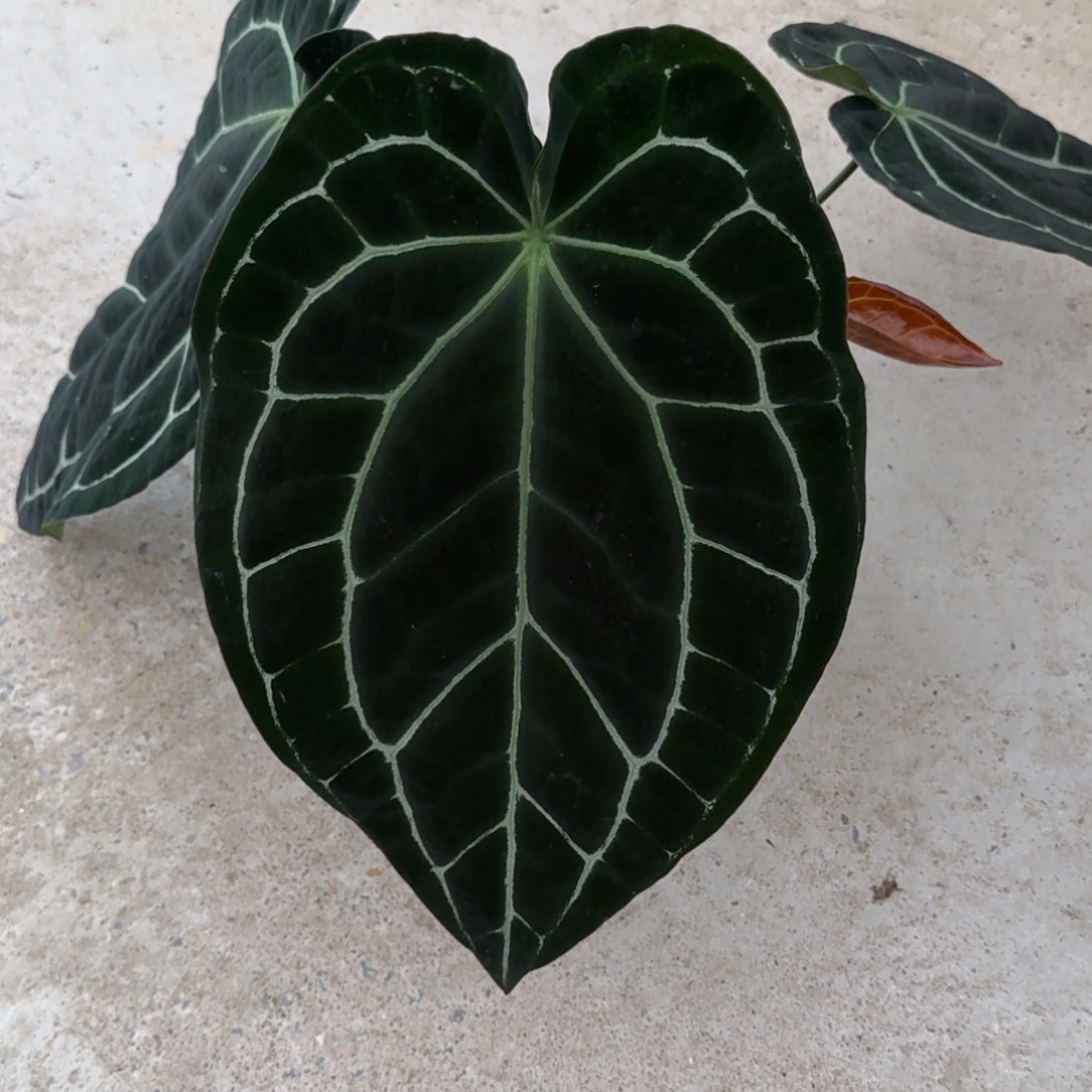 无花朵哥伦比亚黑水晶