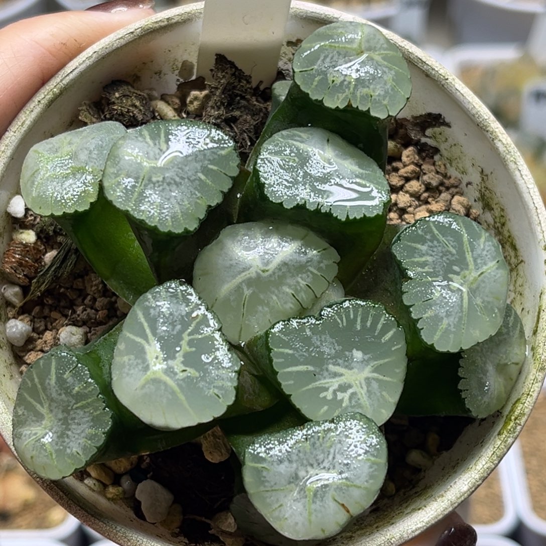 107马萨林万象福利专场