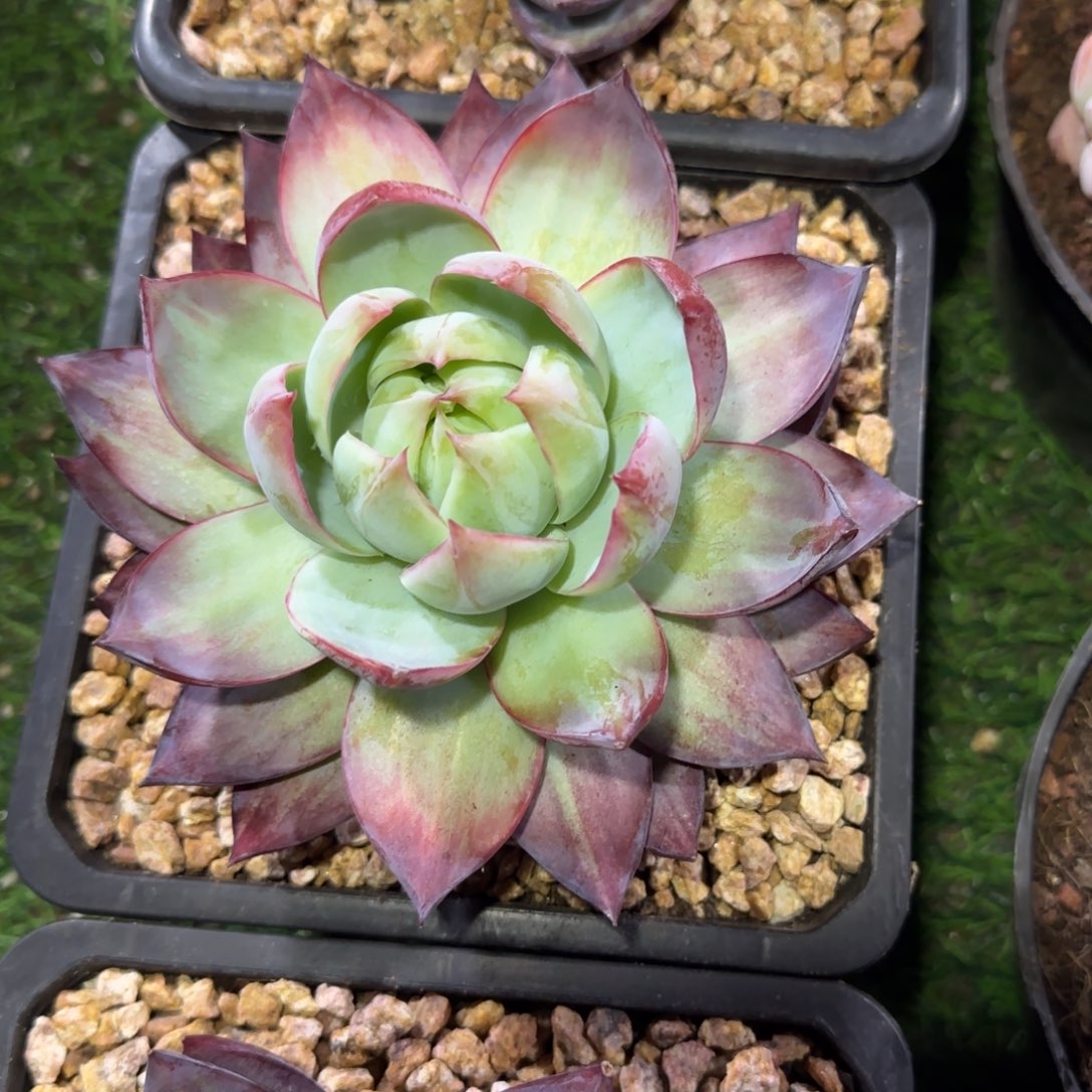 一物一拍160盆外翻惊鸿