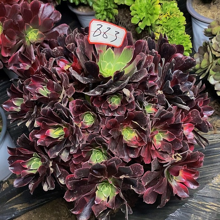 金丝雀老桩捧花883号