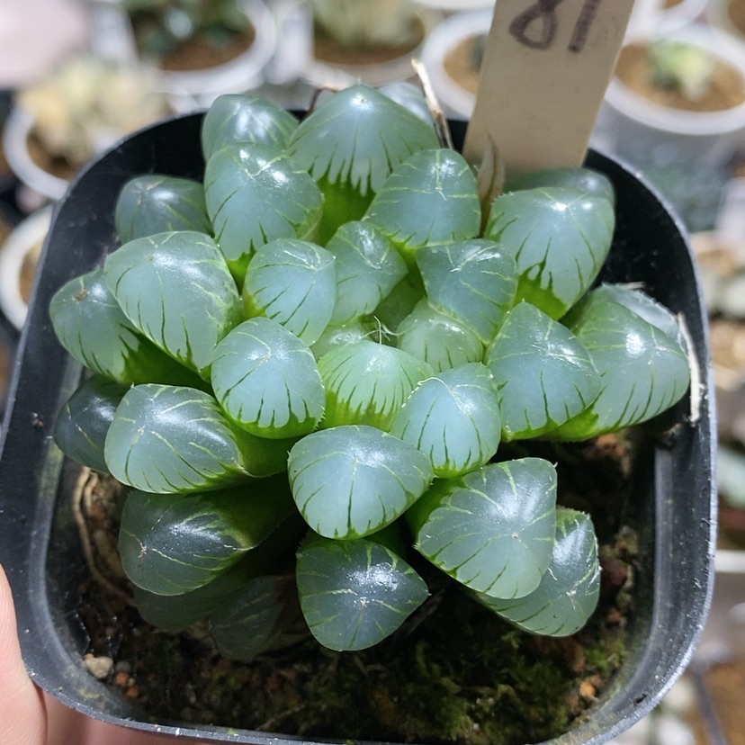 【闪购商品】81孙氏冰灯