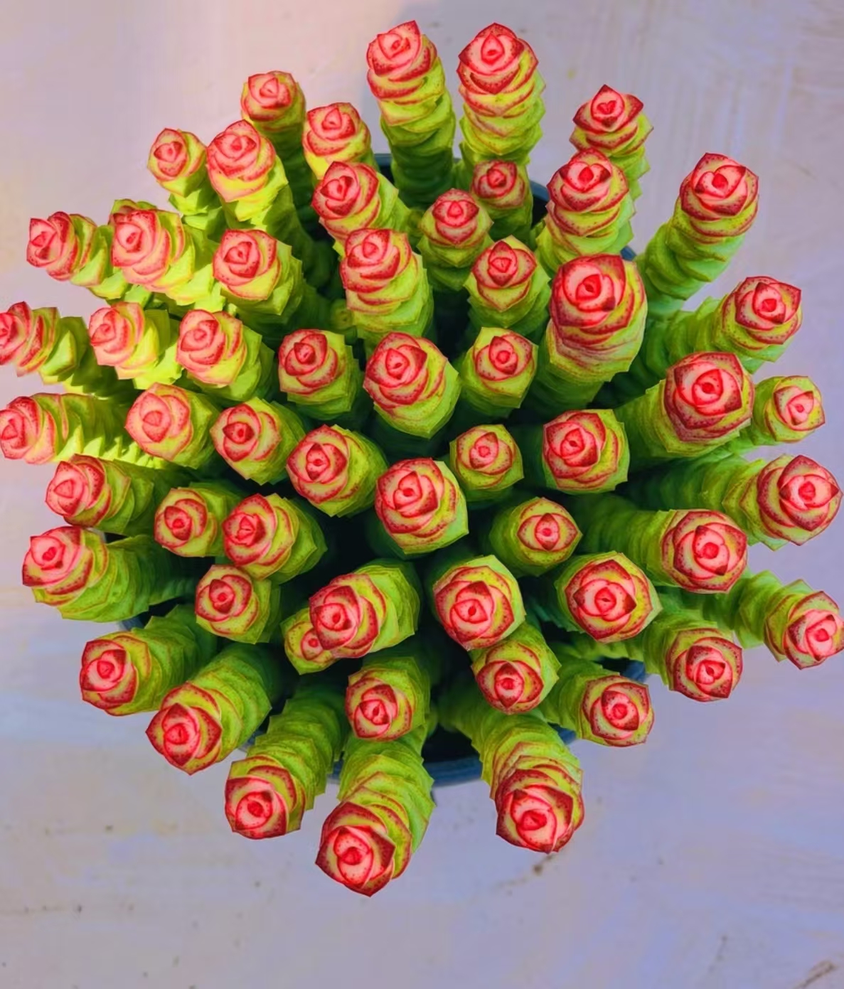 Y年宵花钱多多 【元旦迎新】【年宵纳福】多肉植物 带盆带土发货