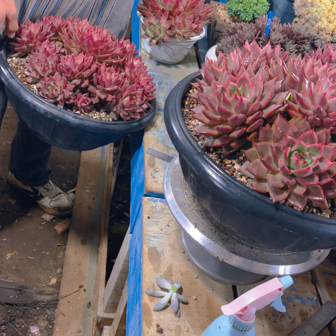 森***＊多肉植物保护研究所所长一起