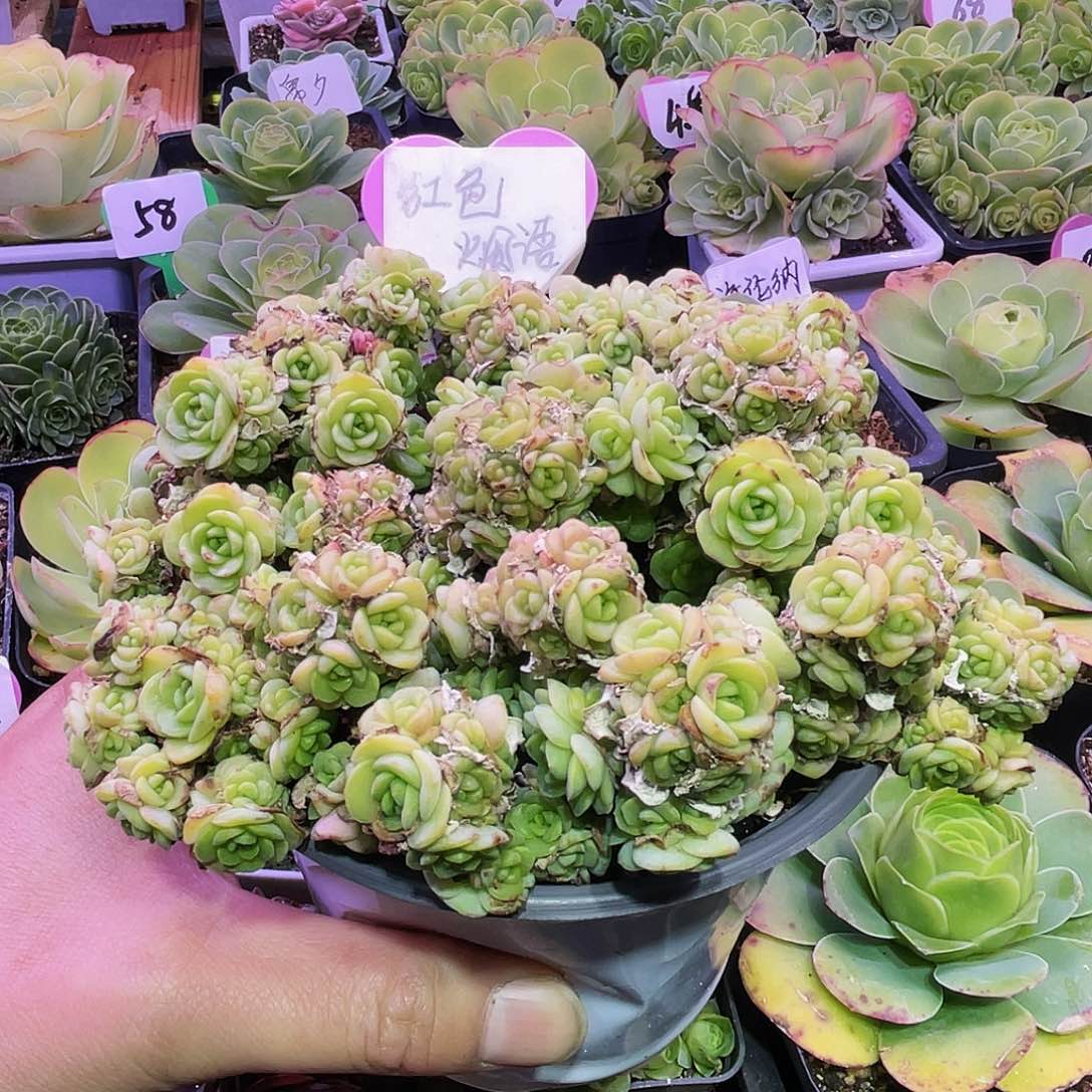 红色烟语 非偏远包邮 多肉