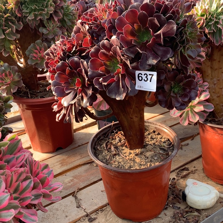 637欧紫缀多肉法师