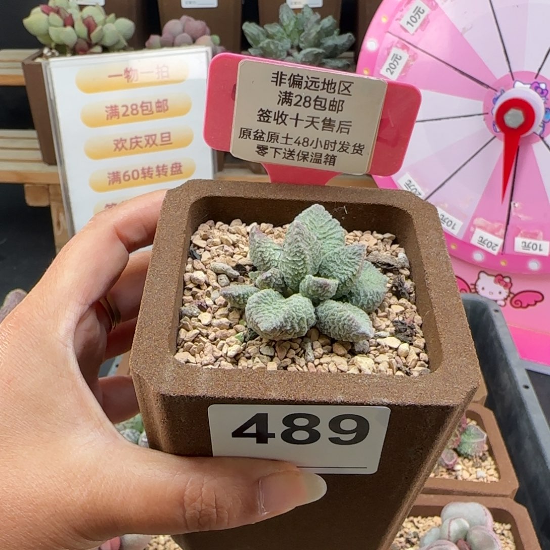 ****～489璃月多肉植物微瑕