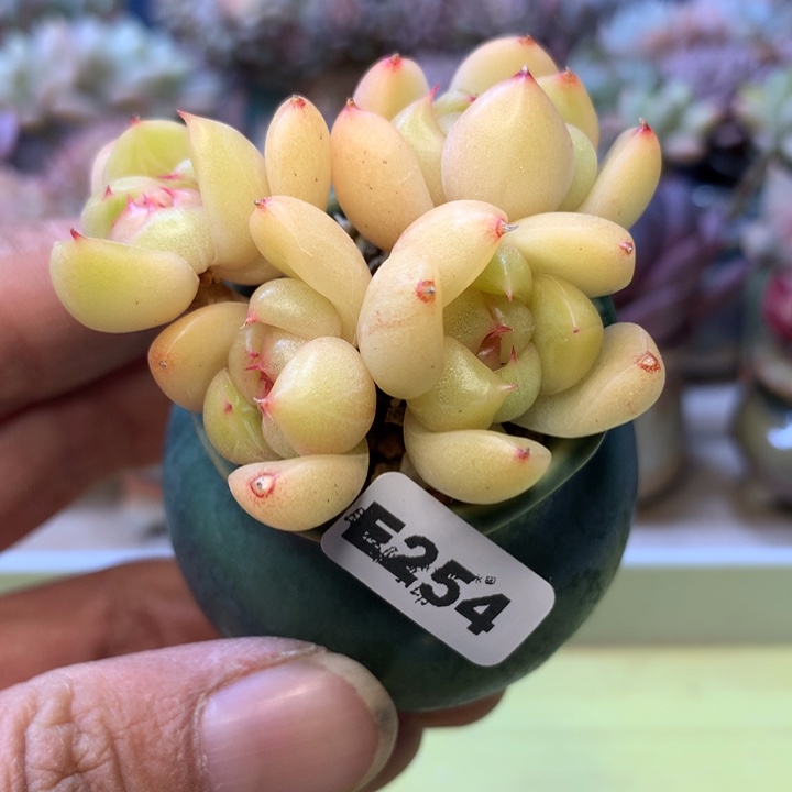 E254一物一拍带盆发