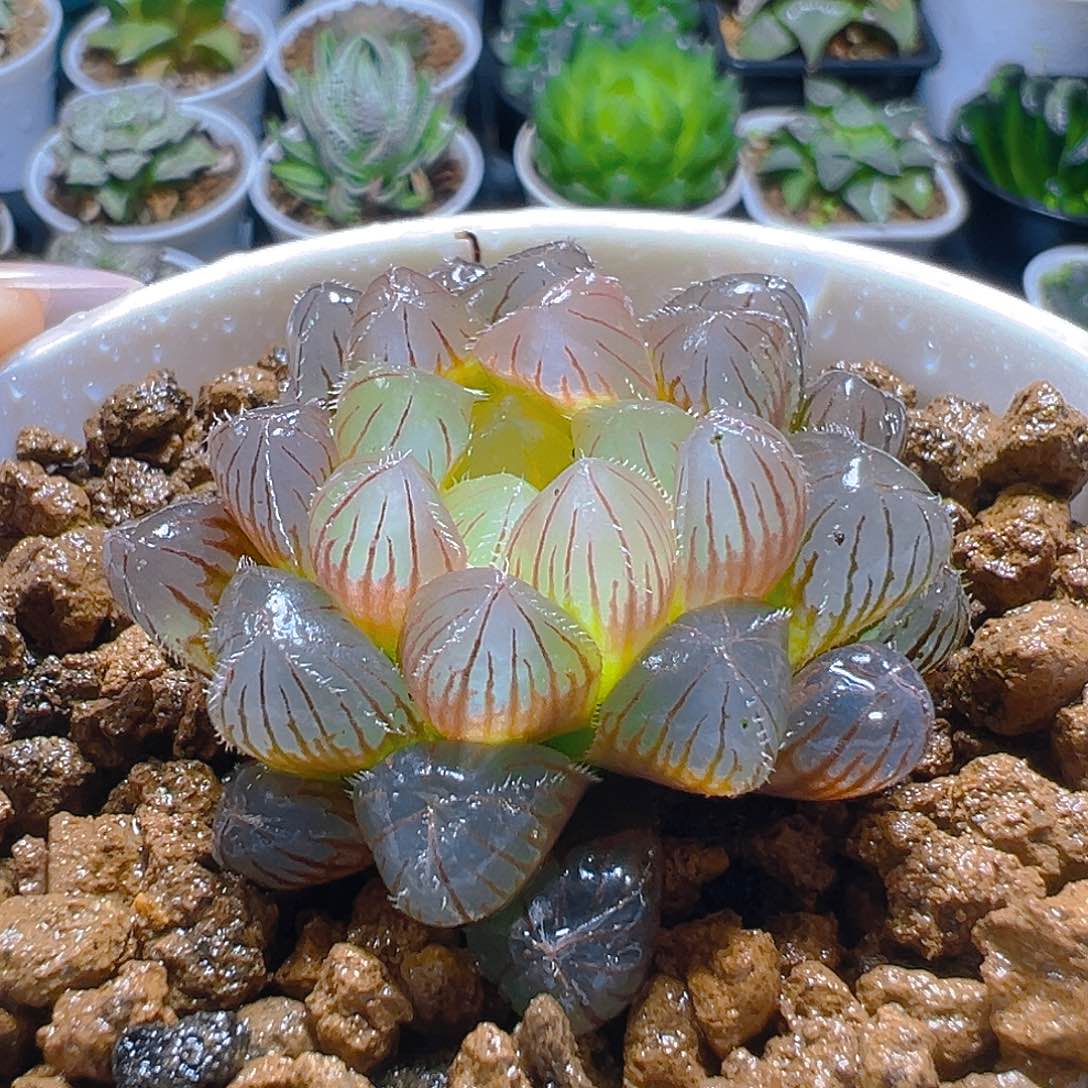 洛神玉露多肉多肉多肉一颗