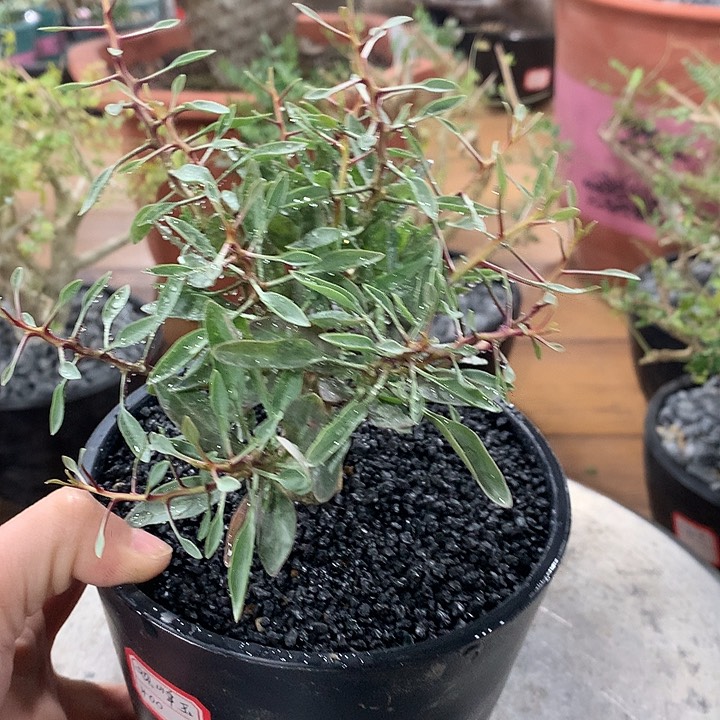 126观峰玉2.5公分66666666