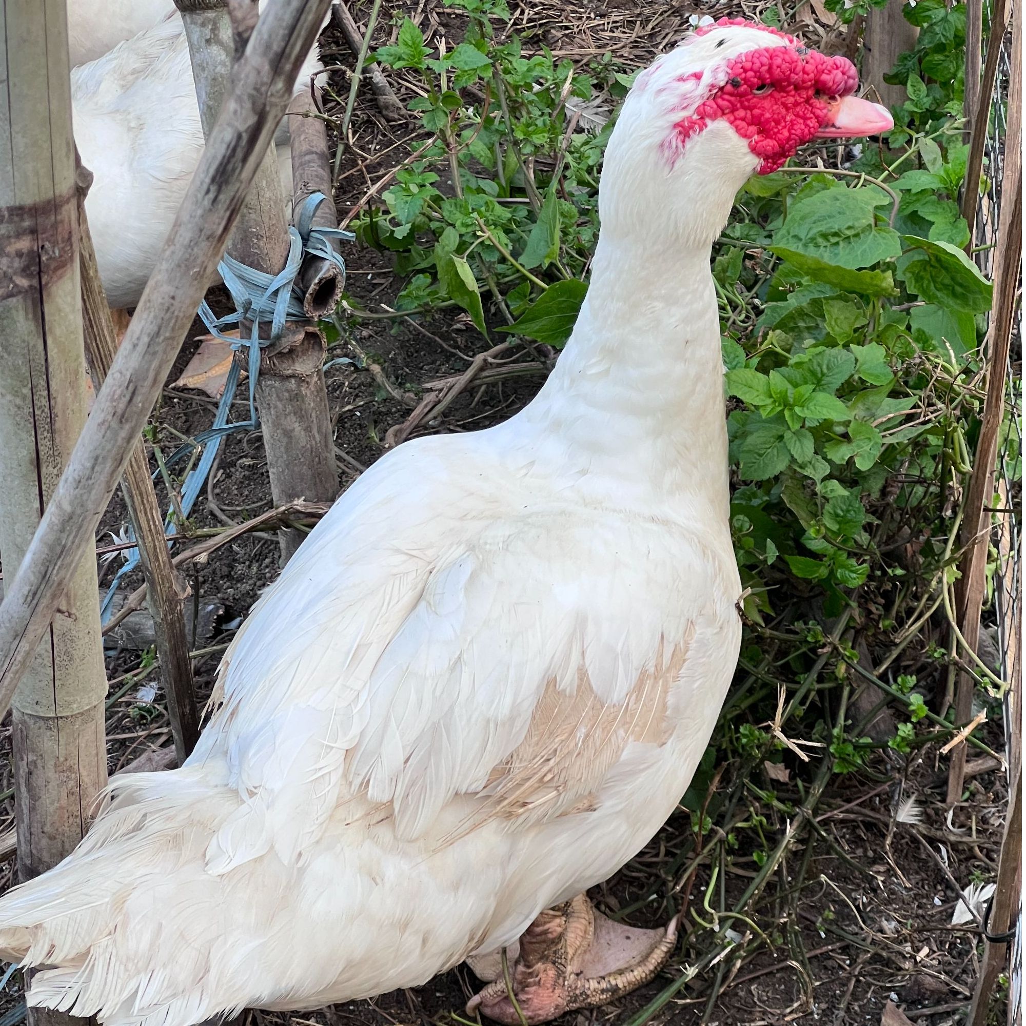 广西散养公番鸭洋鸭肉质紧实现抓现秤现红头鸭处理