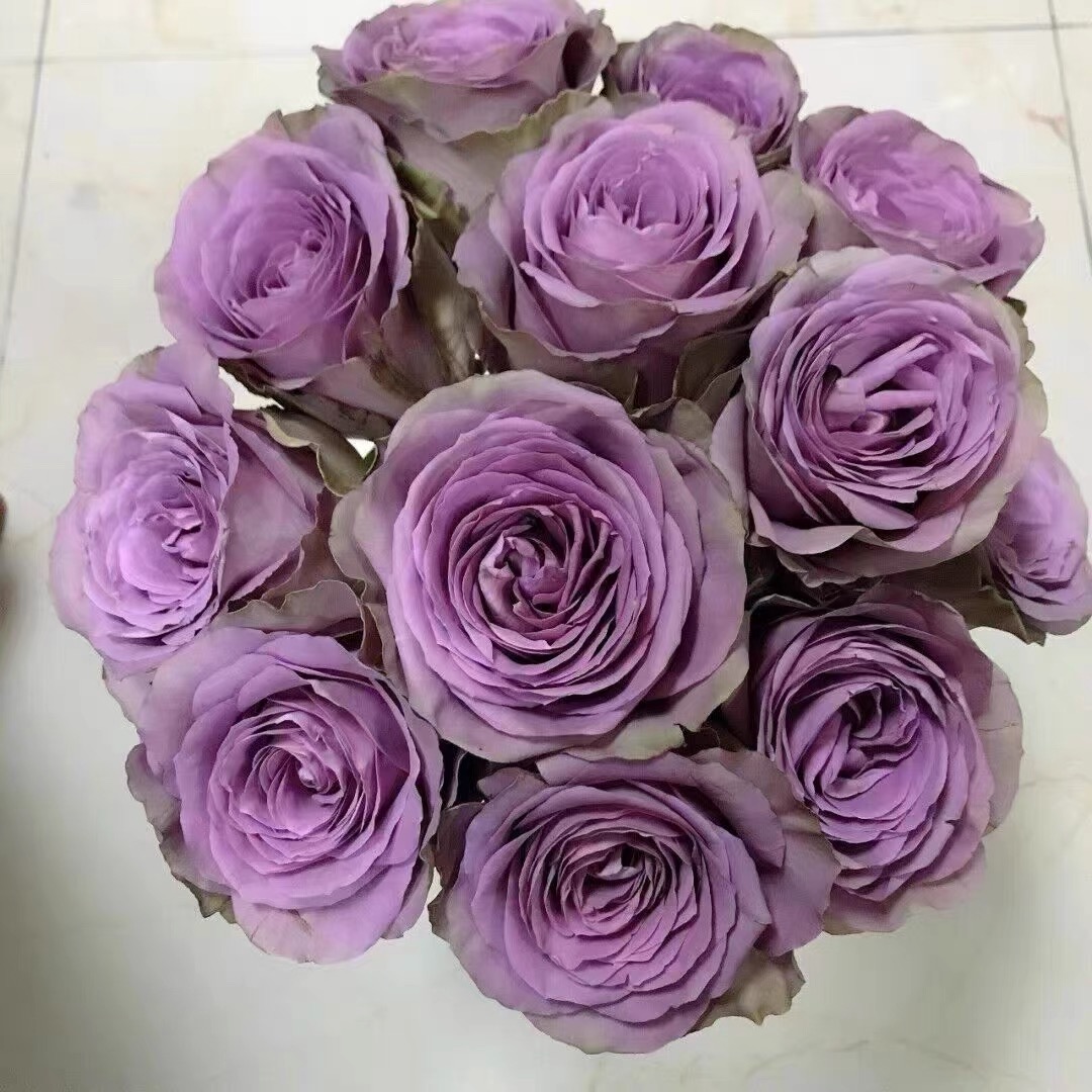 【超新品】罗马新娘 云南玫瑰花苗大花浓香四季开花卉绿植盆栽植物