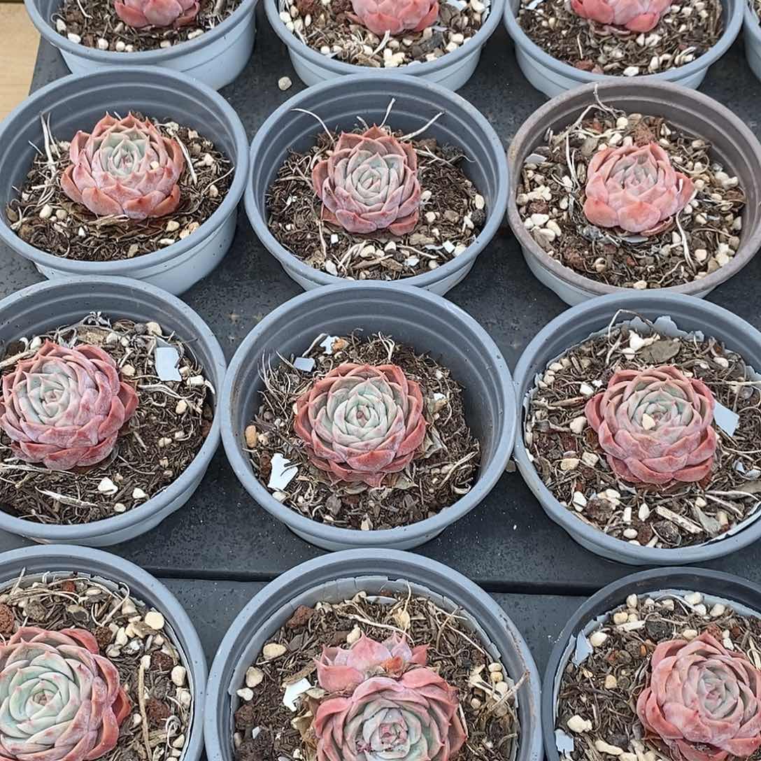 金汇园艺，68昂斯诺单头