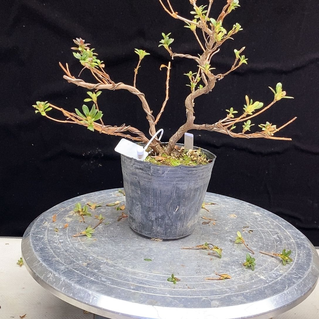 红陶柏***航杜鹃花，绢之舞，运费到付