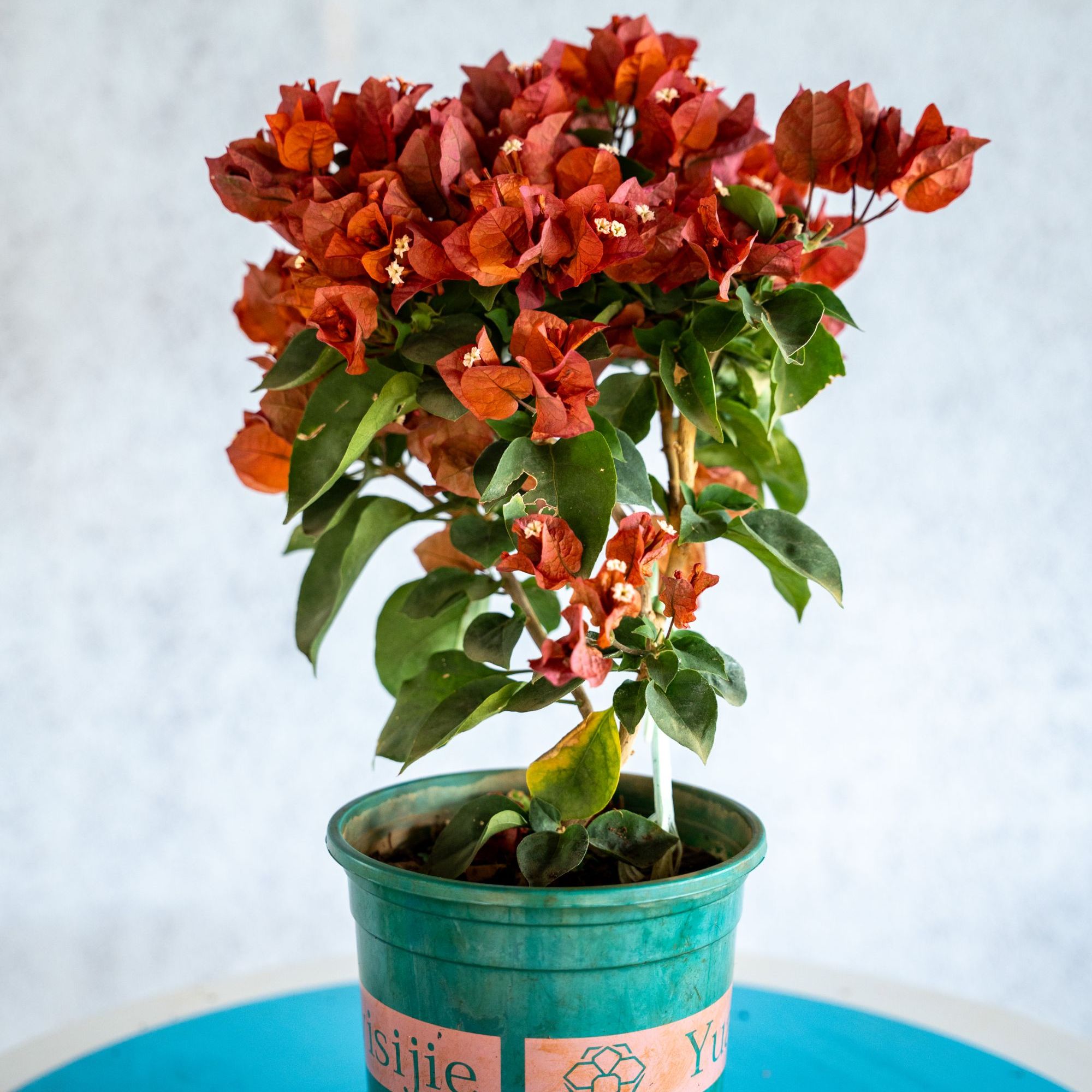 三角梅（巧克力）勤花三角梅原盆原土庭院阳台盆栽