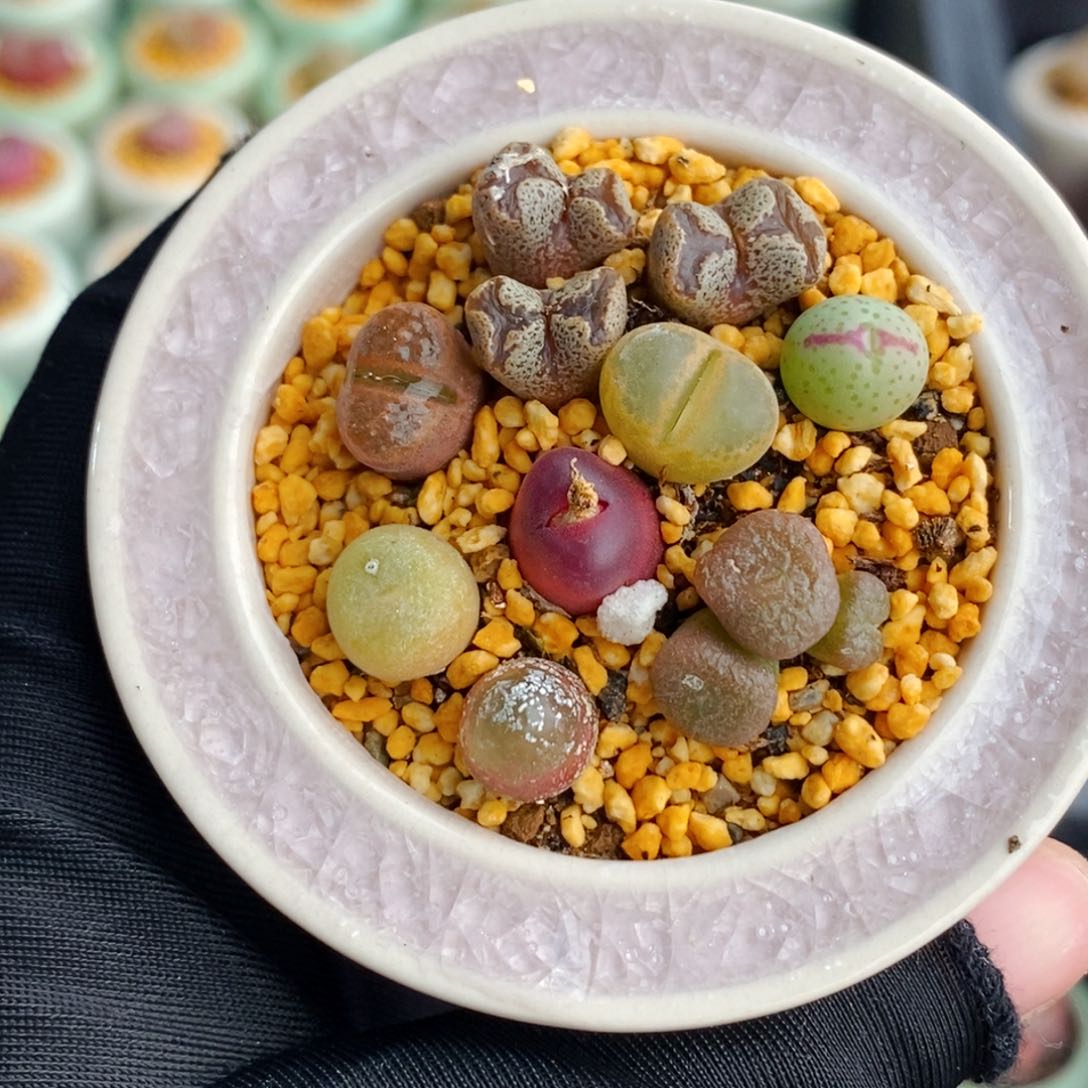 3133-一物一拍 带盆