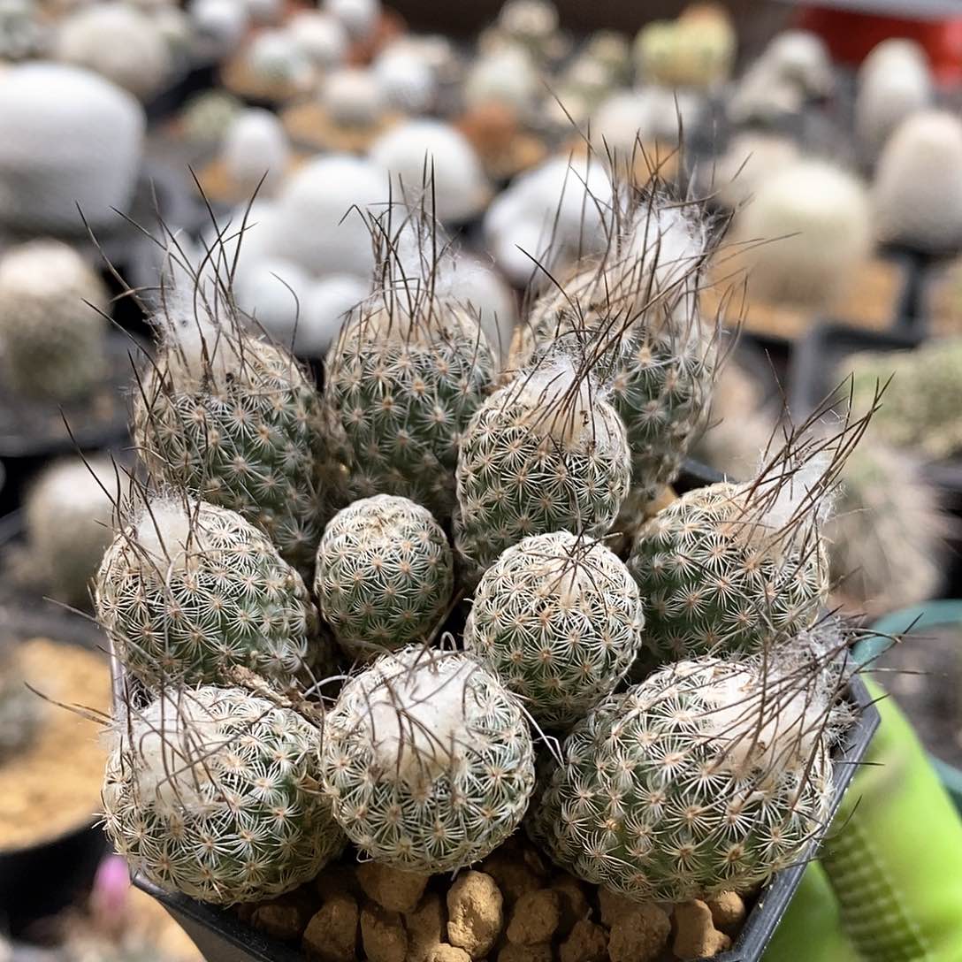 实生迪克森娇丽群