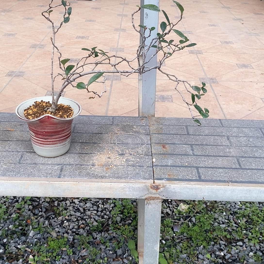 春花888888清****來