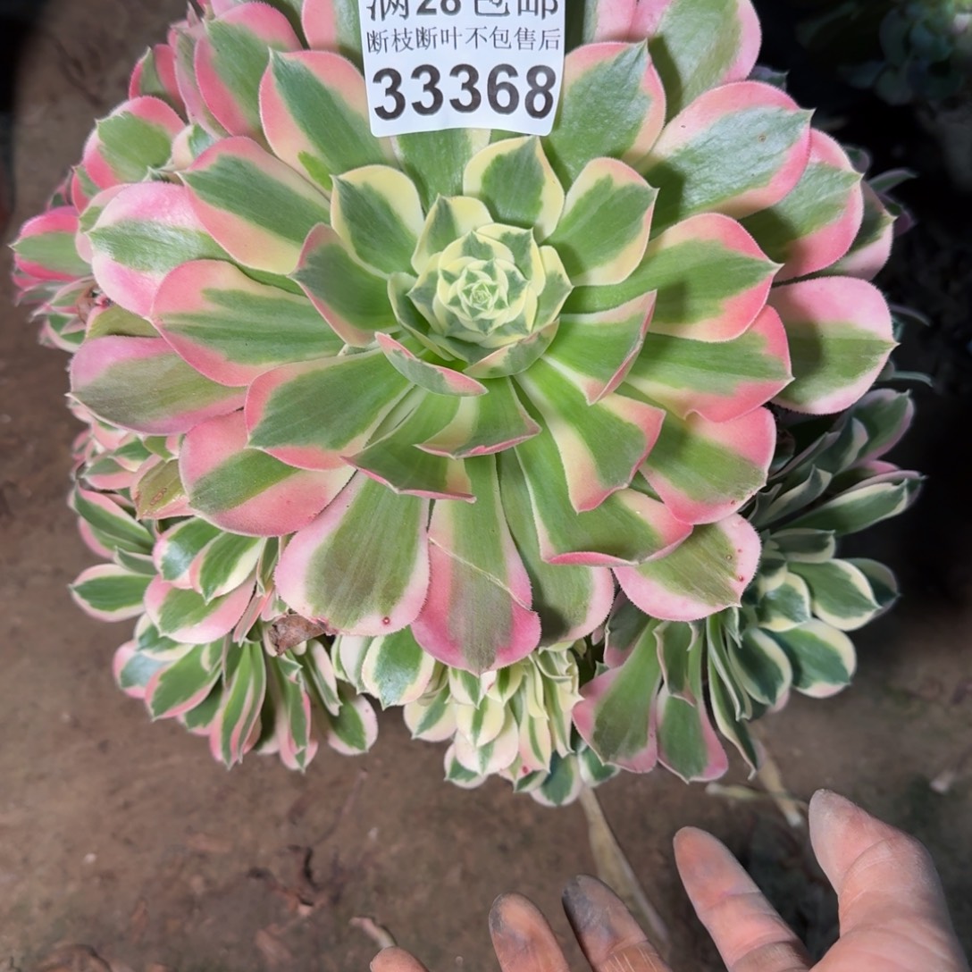 333368白凤多肉植物