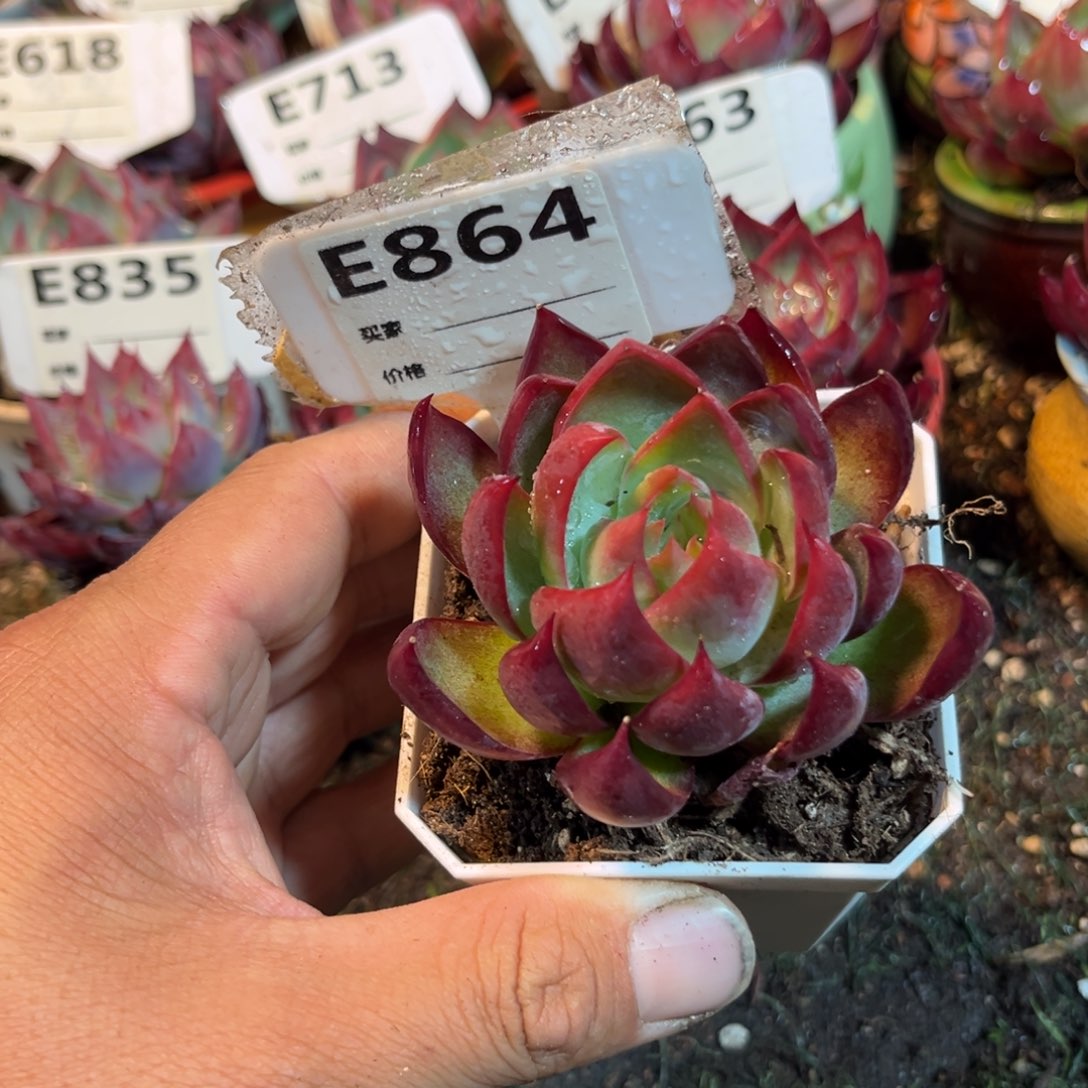 惊鸿一瞥864号多肉