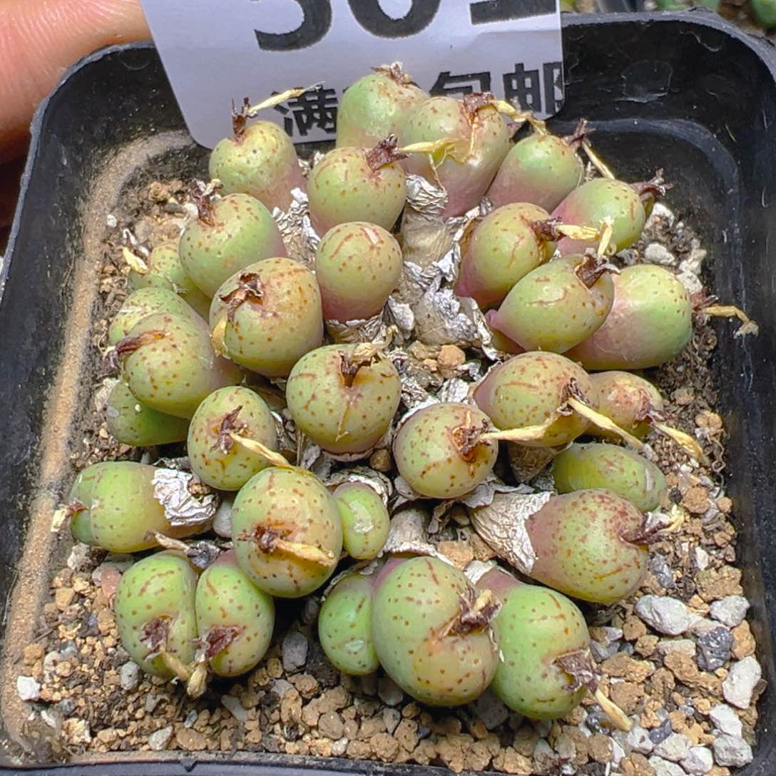 【闪购商品】 501。