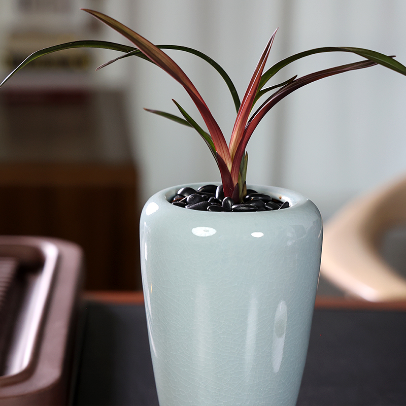 【建兰铭品】红草红奇花浓香型兰花盆栽四季花卉好养绿植【专属】
