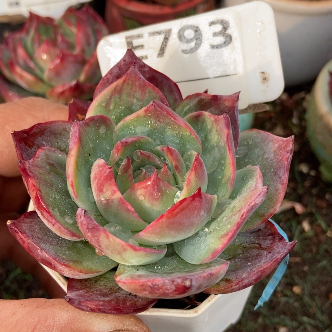 惊鸿一瞥793号楼